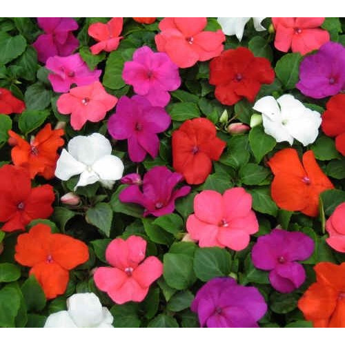 Impatiens Mix Color flat of 36