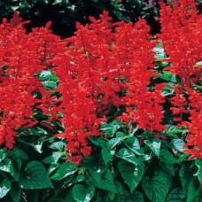 Salvia - Red - flat of 36