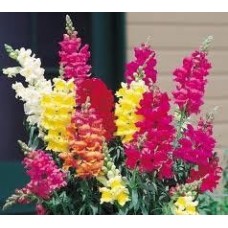 Snapdragons - Mix Color - flat of 36