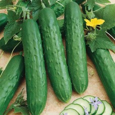 Cucumber - Bush - 4 inch pot
