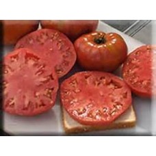 Tomatoes - Beefsteak - 4 inch pot