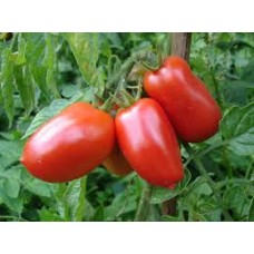 Tomatoes - Plum - San Marzano  - 4 inch pot