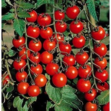 Tomatoes - Sweet 100 Cherry - 4 inch pot
