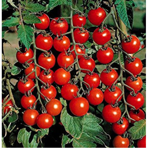 Tomatoes Sweet 100 Cherry 4 inch pot