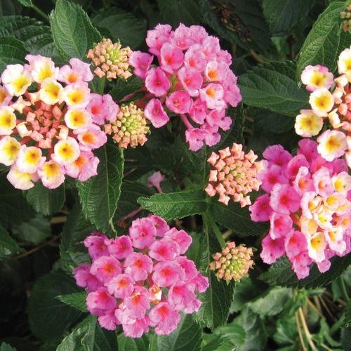 Lantana Pink 10 inch hanging basket