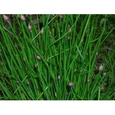Chives - 4 inch pot