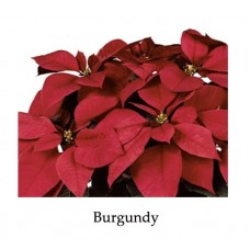 Poinsettia Burgundy - regular single