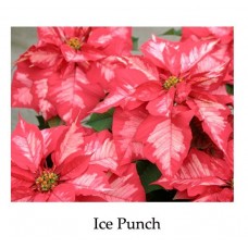 Poinsettia Ice Punch or Ruby Frost or White Glitter - large, triple