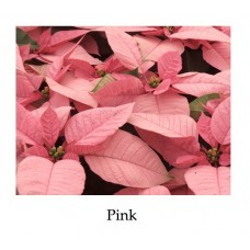 Poinsettia Pink - regular, single