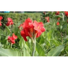 Canna - Red - one gallon pot