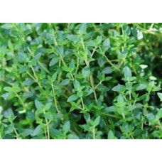 Thyme - 4 inch pot