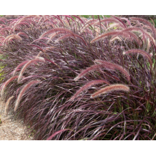 Pennisetum Rubrum Grass